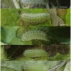 aric artaxerxes larva3 volg3